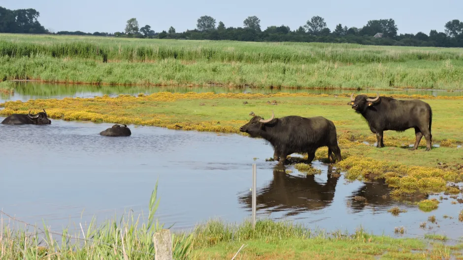 Wasserbüffel in den Karrendorfer Wiesen bei Greifswald